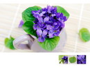 Sweet Violet
